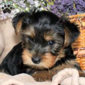 Max, Yorkie Puppy