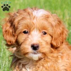 Max, Mini Goldendoodle Puppy