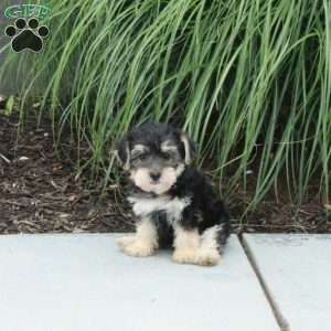 Max, Morkie / Yorktese Puppy