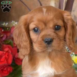 Max, Cavalier King Charles Spaniel Puppy