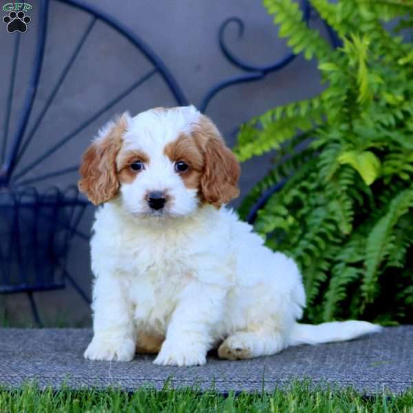 Max, Cockapoo Puppy