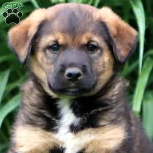 Max, English Springer Spaniel Mix Puppy