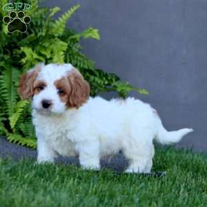 Max, Cockapoo Puppy