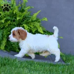 Max, Cockapoo Puppy