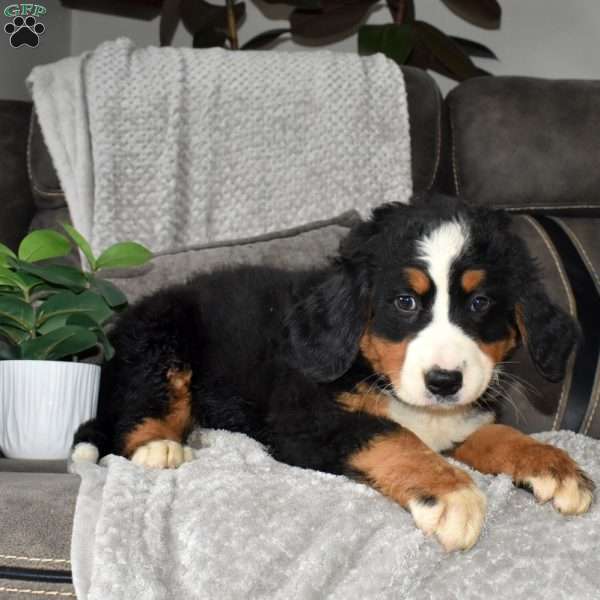 Maya, Bernese Mountain Dog Puppy