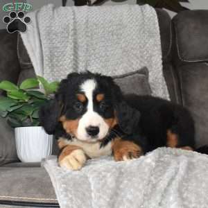 Maya, Bernese Mountain Dog Puppy