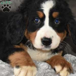 Maya, Bernese Mountain Dog Puppy