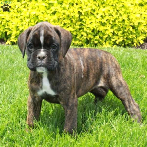 Mayflower, Boxer Puppy
