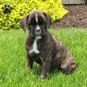 Mayflower, Boxer Puppy