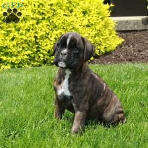 Mayflower, Boxer Puppy