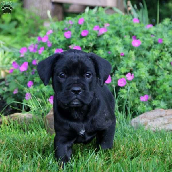 Megan, French Bulldog Mix Puppy
