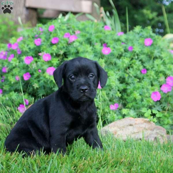 Melanie, French Bulldog Mix Puppy