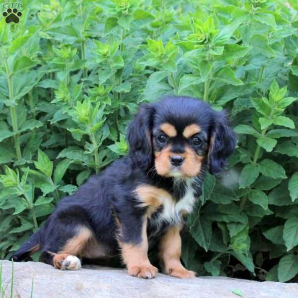 Melody, Cavalier King Charles Spaniel Puppy