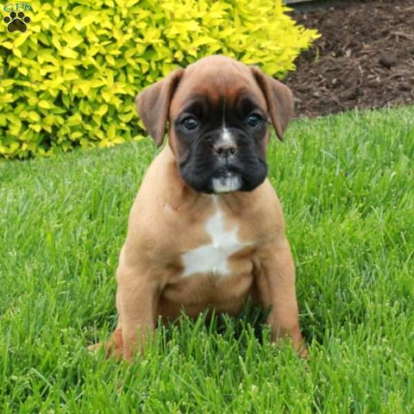 Melody, Boxer Puppy