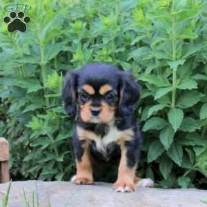 Melody, Cavalier King Charles Spaniel Puppy