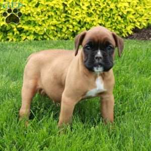 Melody, Boxer Puppy