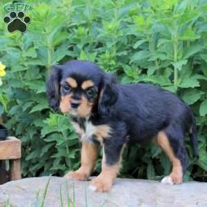 Melody, Cavalier King Charles Spaniel Puppy