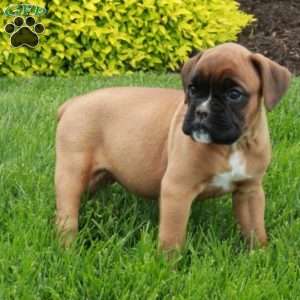 Melody, Boxer Puppy