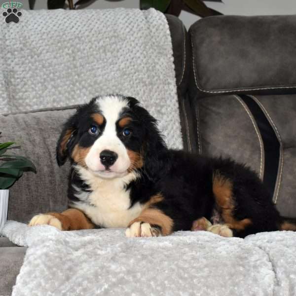 Melvin, Bernese Mountain Dog Puppy