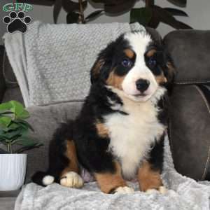 Melvin, Bernese Mountain Dog Puppy