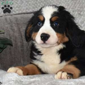 Melvin, Bernese Mountain Dog Puppy