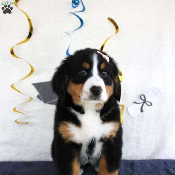 Mercy, Bernese Mountain Dog Puppy
