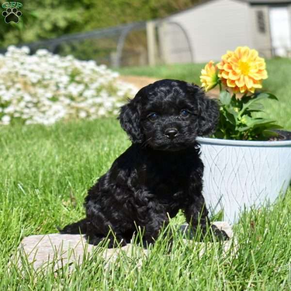 Mia, Cockapoo Puppy