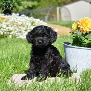 Mia, Cockapoo Puppy