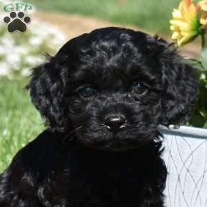 Mia, Cockapoo Puppy