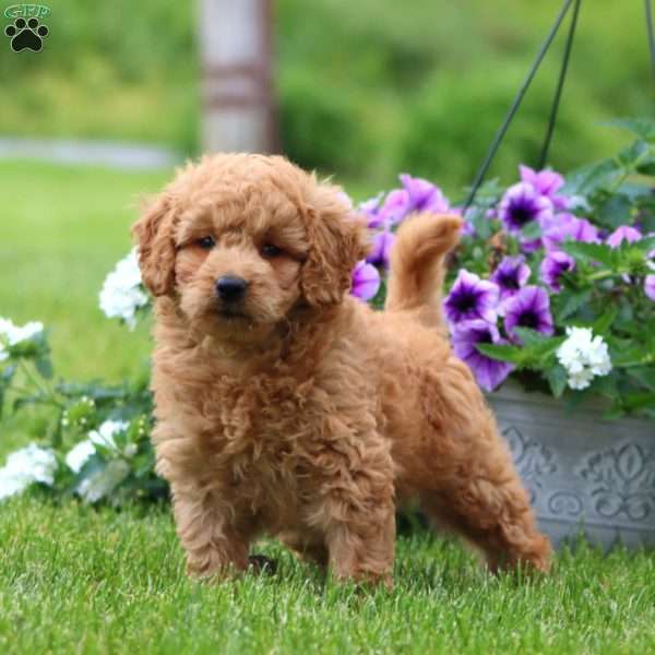 Micah, Mini Goldendoodle Puppy