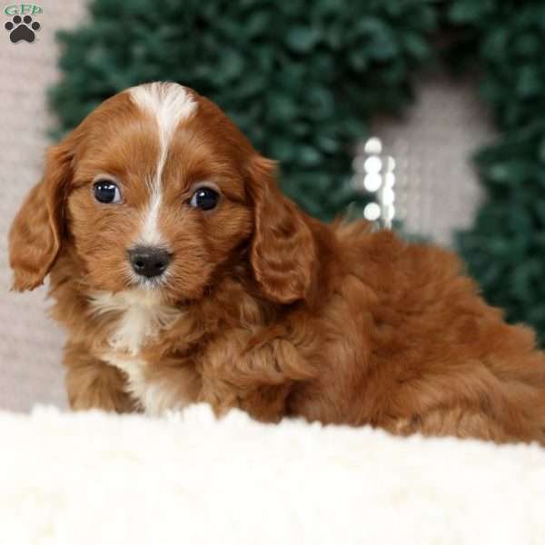 Michael, Cavapoo Puppy
