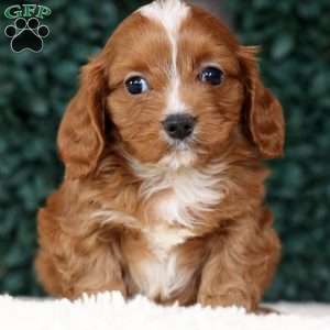 Michael, Cavapoo Puppy