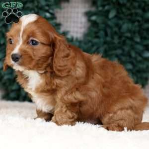 Michael, Cavapoo Puppy