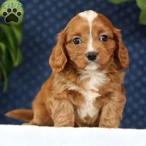 Michael, Cavapoo Puppy
