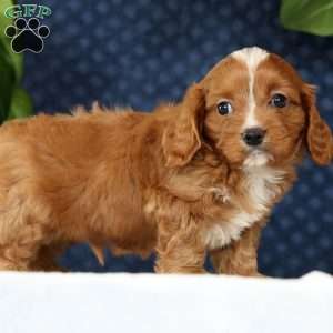 Michael, Cavapoo Puppy