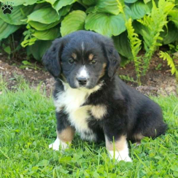 Mickey, Miniature Australian Shepherd Mix Puppy