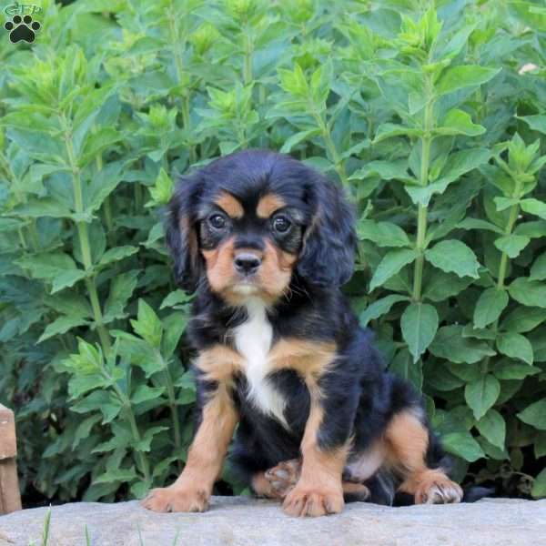 Mickey, Cavalier King Charles Spaniel Puppy