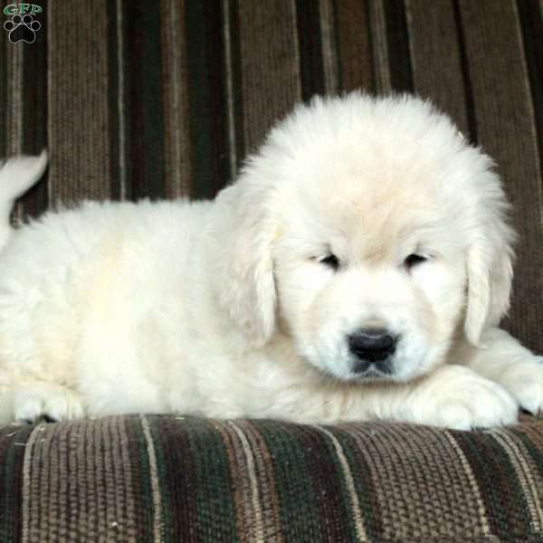 Mickey, English Cream Golden Retriever Puppy