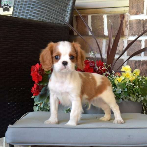 Mickey, Cavalier King Charles Spaniel Puppy