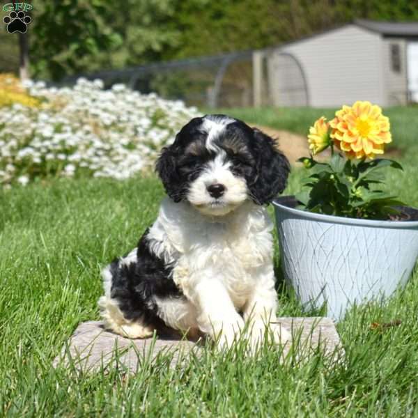 Mickey, Cockapoo Puppy