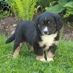 Mickey, Miniature Australian Shepherd Mix Puppy