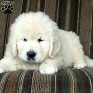 Mickey, English Cream Golden Retriever Puppy