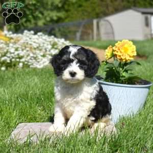 Mickey, Cockapoo Puppy