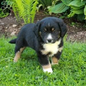 Mickey, Miniature Australian Shepherd Mix Puppy