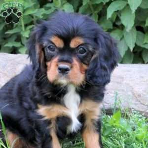 Mickey, Cavalier King Charles Spaniel Puppy