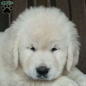 Mickey, English Cream Golden Retriever Puppy