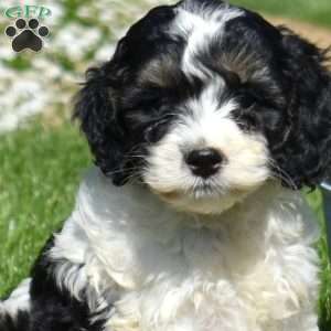 Mickey, Cockapoo Puppy