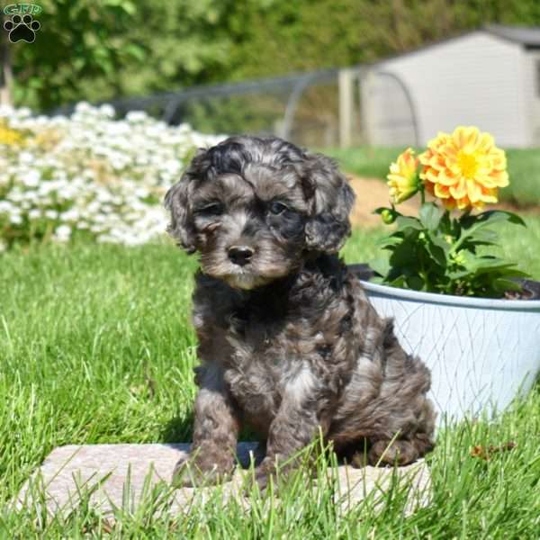 Midnight, Cockapoo Puppy