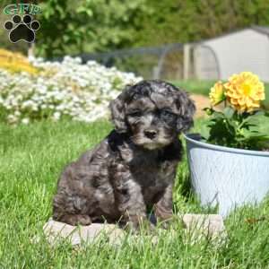 Midnight, Cockapoo Puppy