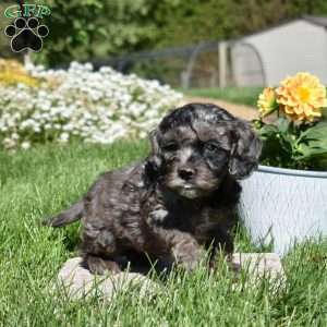 Midnight, Cockapoo Puppy